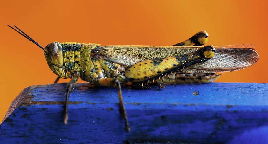 Crock Insect Cockroach cuisine | Christchurch City Libraries Ngā Kete Wānanga o Ōtautahi