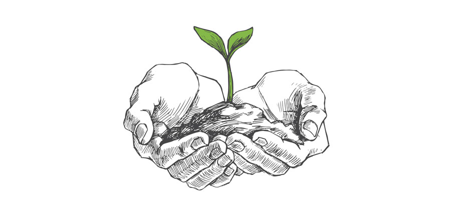 Image of a hand holding a seedling